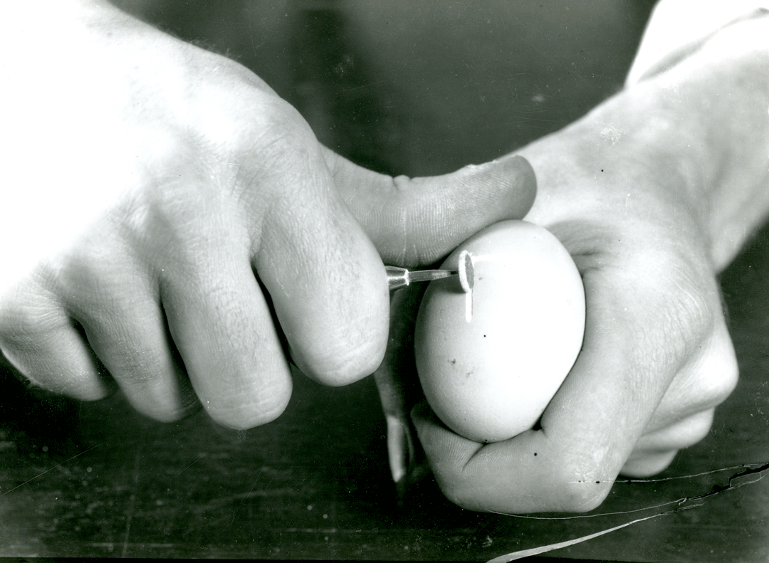 Egg Drill