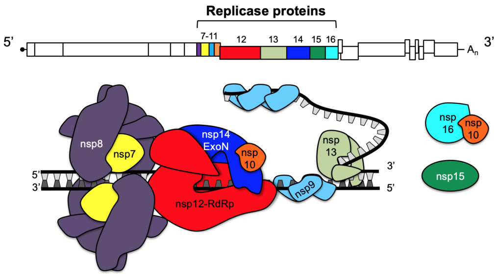 CoV replication complex