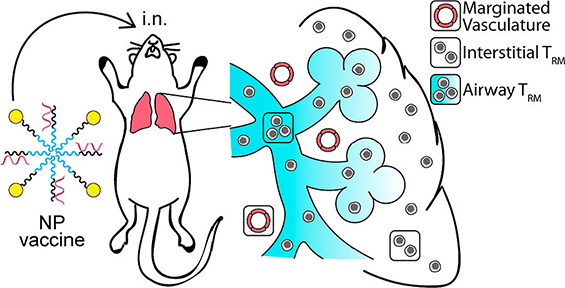 A nanoparticle vaccine is next to a drawing of a mouse. An arrow indicates that it goes into the mouse through the nose. The lungs are highlighted, and a zoomed-in region of the lungs shows the distribution of interstitial and airway T-cells.