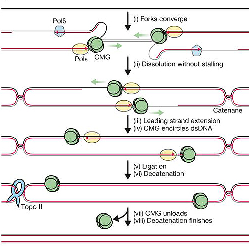 Model of vertebrate replication termination. i) Forks converge. Two replication bubbles move toward each other. Polε and CMG are on the leading strands and polδ on the lagging strands. ii) Dissolution without stalling. Only CMG and polε remain on the DNA. Both forks have merged, but some DNA remains unreplicated. The DNA is shown to have catenanes. iii) Leading strand extension. iv) CMG encircles ds DNA. All DNA has been replicated and CMG is now on dsDNA. v) Ligation. vi) Decatenation. Only CMG remains on the DNA. TopoII is shown at the DNA crossovers. vii) CMG unloads. viii) Decatenation finishes. CMG is now off the DNA. The DNA is now fully replicated and has no crossovers.