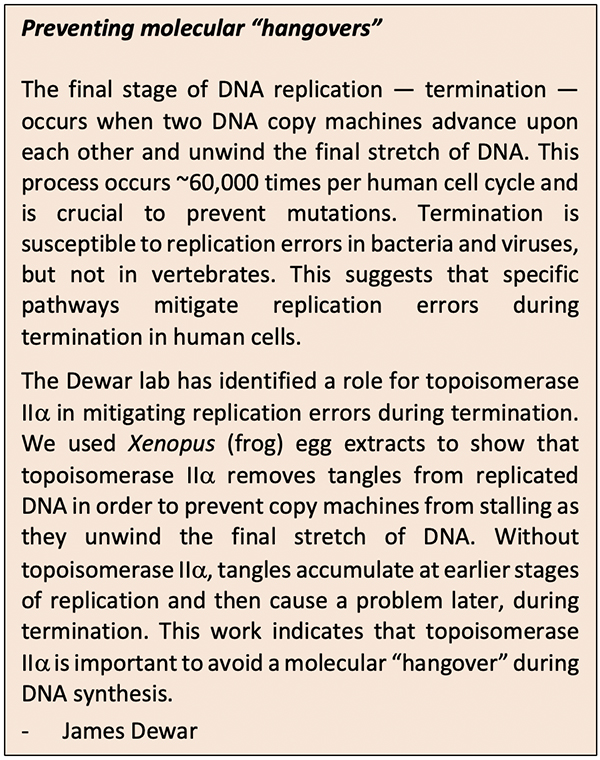 Preventing molecular “hangovers” The final stage of DNA replication — termination — occurs when two DNA copy machines advance upon each other and unwind the final stretch of DNA. This process occurs ~60,000 times per human cell cycle and is crucial to prevent mutations. Termination is susceptible to replication errors in bacteria and viruses, but not in vertebrates. This suggests that specific pathways mitigate replication errors during termination in human cells. The Dewar lab has identified a role for topoisomerase II in mitigating replication errors during termination. We used Xenopus (frog) egg extracts to show that topoisomerase II removes tangles from replicated DNA in order to prevent copy machines from stalling as they unwind the final stretch of DNA. Without topoisomerase II, tangles accumulate at earlier stages of replication and then cause a problem later, during termination. This work indicates that topoisomerase IIa is important to avoid a molecular “hangover” during DNA synthesis. 