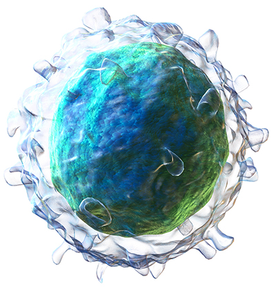 A digital, 3D drawing of a B cell. It is a green and blue rough sphere with a translucent coating that has widespread cylindrical protrusions extending outward from the cell.