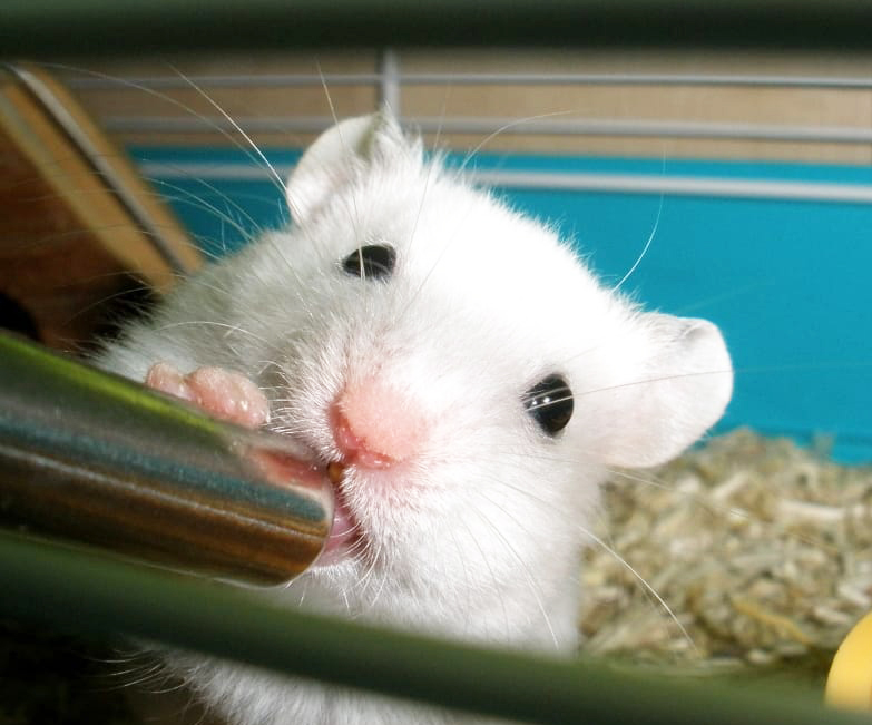 Close up of a white mouse drinking something from a silver tube. The mouse is in its cage and is looking at the camera and holding the drinking tube with one paw. A yellow container can be seen in the lower right corner. The bottom of the cage is littered with shavings.