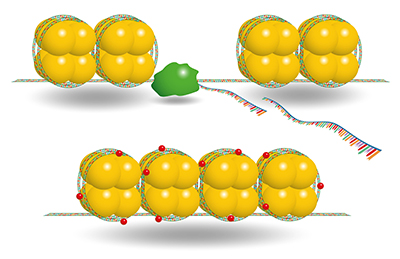 Two segments of chromatin are shown. Each is made up of eight yellow balls (laid out in a four-by-two pattern) that represent histones and a colorful thread, representing DNA, that goes around the histones; collectively, these are the nucleosomes . The top chromatin has the nucleosomes more spread out than the bottom chromatin. Gene expression on the top chromatin is represented by a green protein that is shooting out segments of RNA. There is no gene expression on the bottom chromatin: the nucleosomes are tightly packed in a line and the DNA has a smattering of red spots throughout, representing methyl groups.