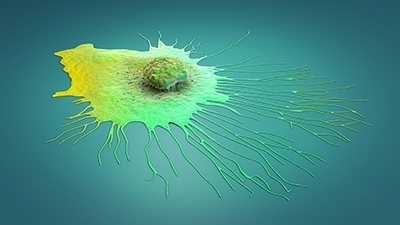 A 3D illustration of a cell on a flat surface. The cell vaguely resembles an egg sunny side up, with the nucleus of the cell resembling a yolk. Long, thin tendrils are spreading from the right edge of the cell, giving the impression that it is in the midst of moving across the surface it’s on. The whole image is colored in shades of green.