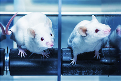 Two white mice standing on a rotating “log” of black plastic. The mice are separated by a plastic or glass division. The viewer faces the mice head on so the plastic or glass divider appears as a simple line betw