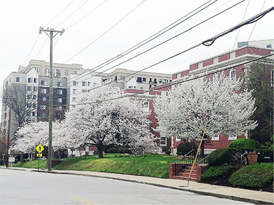 View of campus buildings from the street, with white cherry blossoms lining the street.