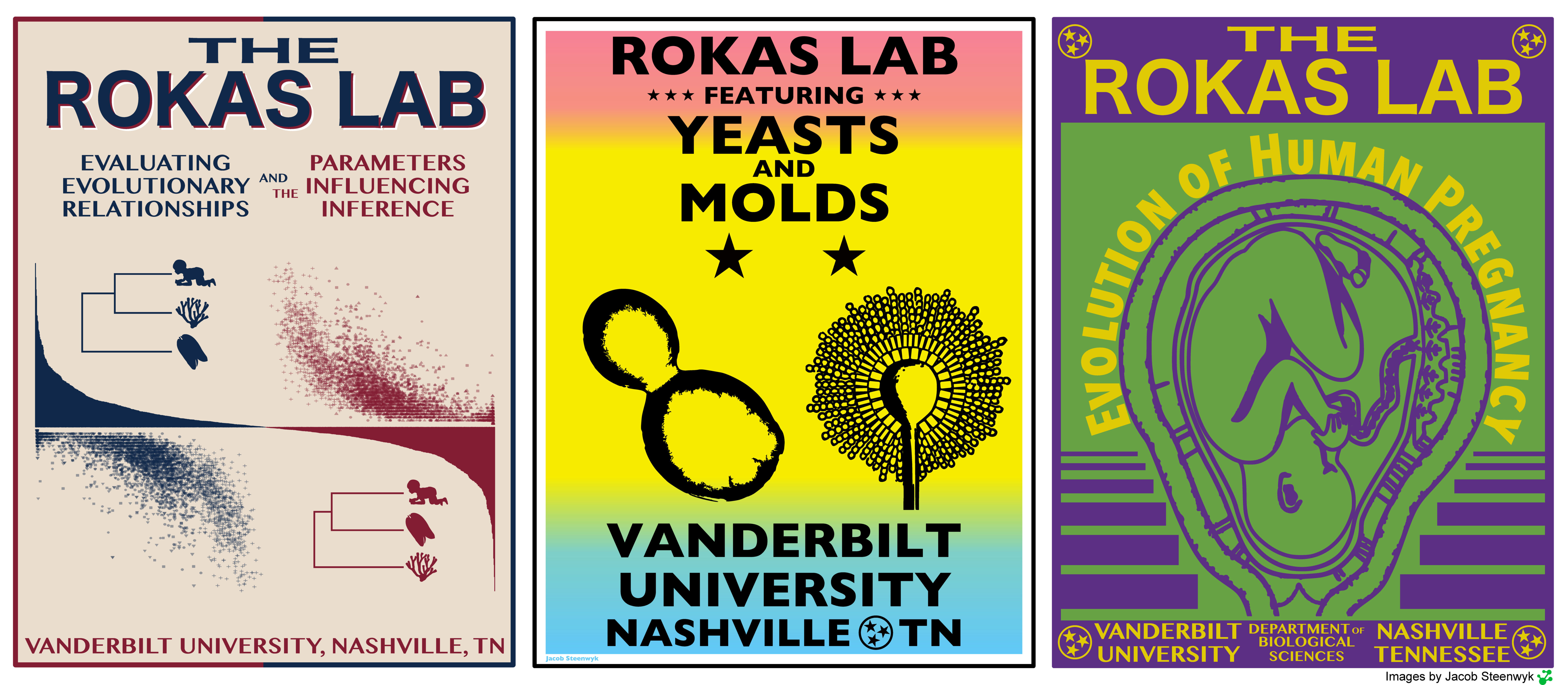 A collage of posters created for the Rokas Lab. Poster 1: tan background, blue and red diagrams showing a bracket connecting an infant, coral, and jellyfish and text saying "The Rokas Lab: Evaluating Evolutionary Relationships and the Parameters Influencing Inference, Vanderbilt University, Nashville, TN"; Poster 2: a pink, yellow, and blue background with black graphics of yeasts and molds and text saying "Rokas Lab: Featuring Yeast and Molds, Vanderbilt University, Nashville, TN"; Poster 3: a green and purple background with a graphic of a fetus inside a uterus and text saying "The Rokas Lab: Evolution of Human Pregnancy, Vanderbilt University Department of Biological Sciences, Nashville, Tennessee."