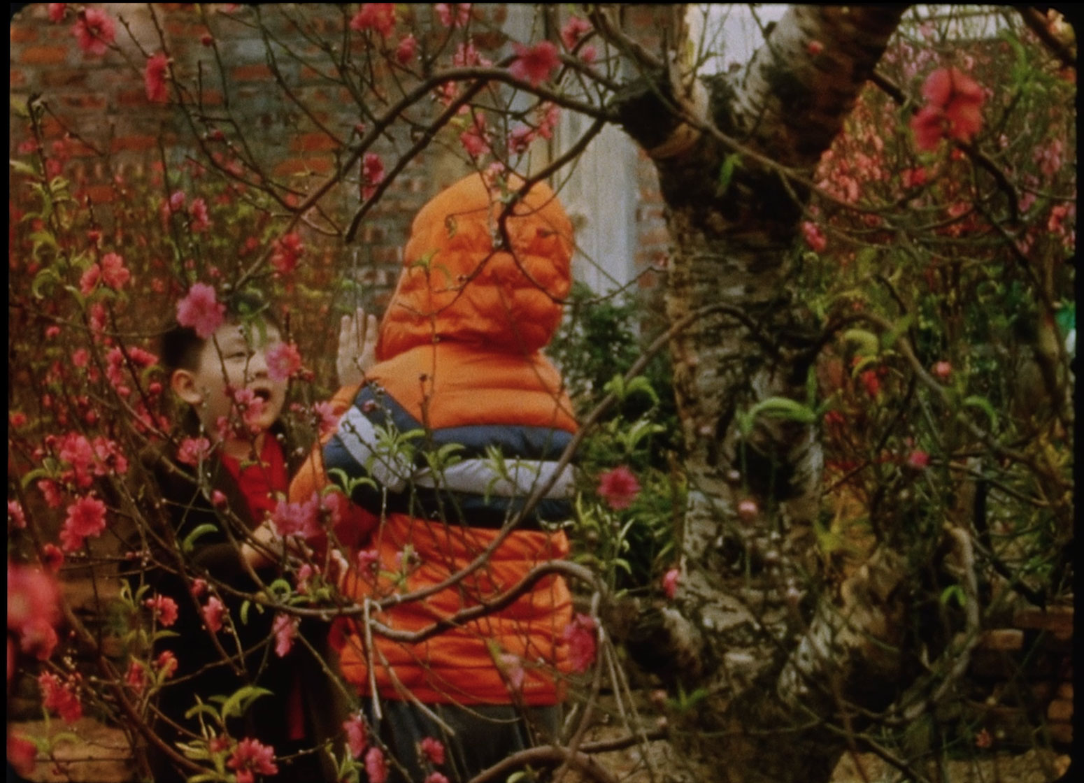 two small children, one facing the camera and wearing a red shirt and dark jacket and one facing away from the camera and wearing an orange hooded coat, stand in a grove of read-leafed trees