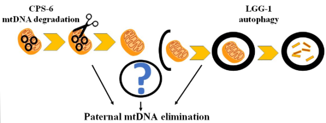 This diagram illustrates how studies in C. elegans have identified factors involved in paternal mtDNA elimination in embryos, including LGG-1, which is involved in ubiquitination and autophagy of sperm mitochondria-related organelles, and CPS-6 (endonuclease G), which degrades paternal mtDNA upon fertilization 