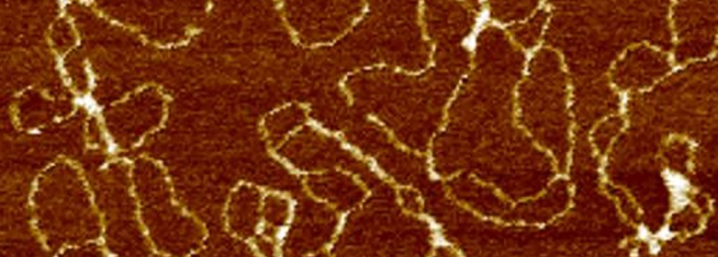 Topographic Scan of plasmid DNA 