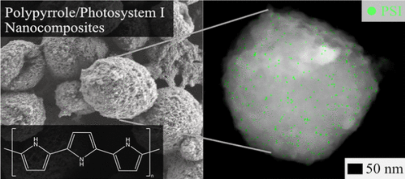 SEM and STEM images highlighting the spherical morphology of photopolymerization times >12 h. The panel on the left shows an SEM image of a film before it was removed for STEM imaging. The STEM EDX image on the right introduces a green highlight to the presence of sulfur suggesting PSI.