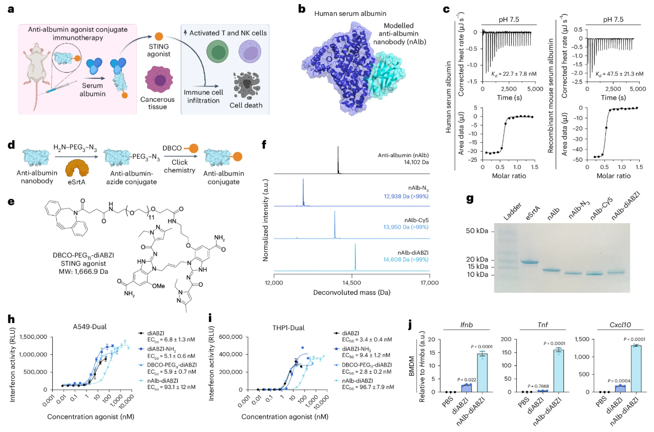 a, Scheme depicting the concept of an albumin-hitchhiking nanobody–STING agonist conjugate for cancer immunotherapy. Anti-albumin nanobodies conjugated to STING agonists bind to circulating albumin in situ, resulting in improved pharmacokinetics and increased biodistribution to tumour sites that stimulates antitumour innate and adaptive immune responses. b, Computational model of the anti-albumin nanobody (nAlb) binding at domain IIB of HSA. c, ITC traces (top) and binding isotherms (bottom) of nAlb binding to human and mouse serum albumin at pH 7.5 with calculated dissociation constant (Kd). d, Reaction scheme for generating molecularly homogeneous nAlb conjugates through site-selective enzymatic ligation of an amine-PEG3-azide followed by conjugation of agonist or dye cargo through strain-promoted azide-alkyne cycloaddition (SPAAC). e, Structure of diABZI STING agonist conjugated to a DBCO-PEG11 handle for ligation to azide-functionalized nanobodies via SPAAC. f,g, ESI–MS (f) and SDS–PAGE (g) showing nanobody conjugate purity and molecular weight (see Source Data for uncropped gel in ref. 90). h,i, Dose–response curves in A549-Dual (n = 3) (h) and THP1-Dual type I interferon reporter cell lines (n = 3) (i) with estimated EC50 values indicated in the legends; RLU, relative light unit. j, qPCR analysis of gene expression in mouse BMDMs treated in vitro with 0.25 µM of free diABZI or nAlb–diABZI conjugate (n = 3). P values determined by one-way ANOVA with Dunnett’s multiple comparison test with groups compared to PBS. Replicates are biological, and data are shown as mean ± s.e.m. Panel a created with BioRender.com.