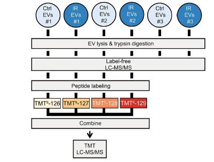 Workflow for label- free and TMT-based proteomic profiling of control and irradiated EVs. EV indicates extracellular vesicle; TMT, tandem mass tag.